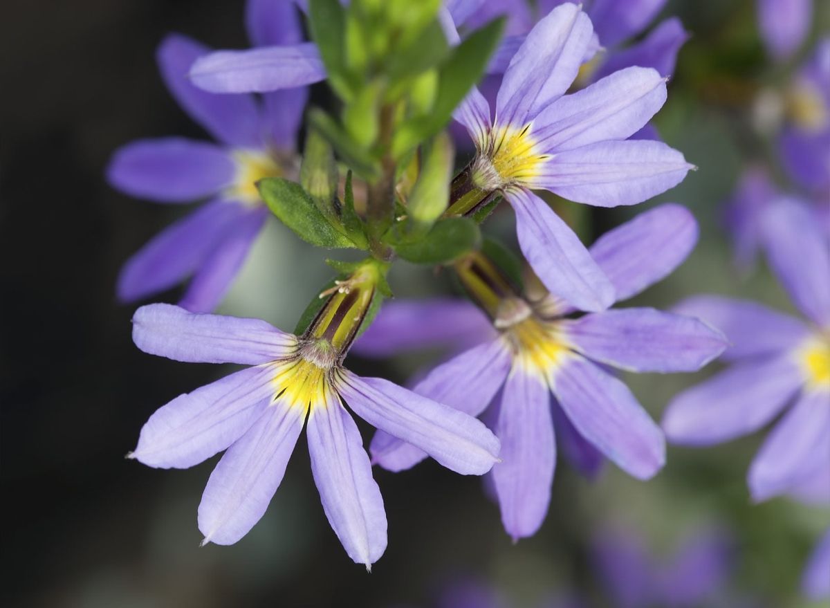 Scaevola Fan Flower Info - How To Grow Fairy Fan Flowers | Gardening ...