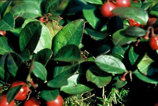 best ground cover plants: Gaultheria