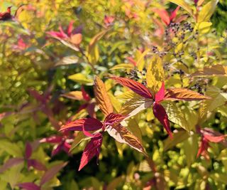 Japanese spiraea Goldflame Firelight. Green, pink and orange leaves