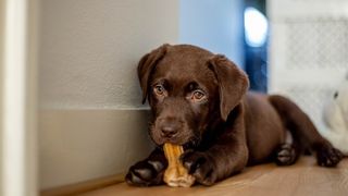 A brown puppy eating one of the best dental chews for dogs