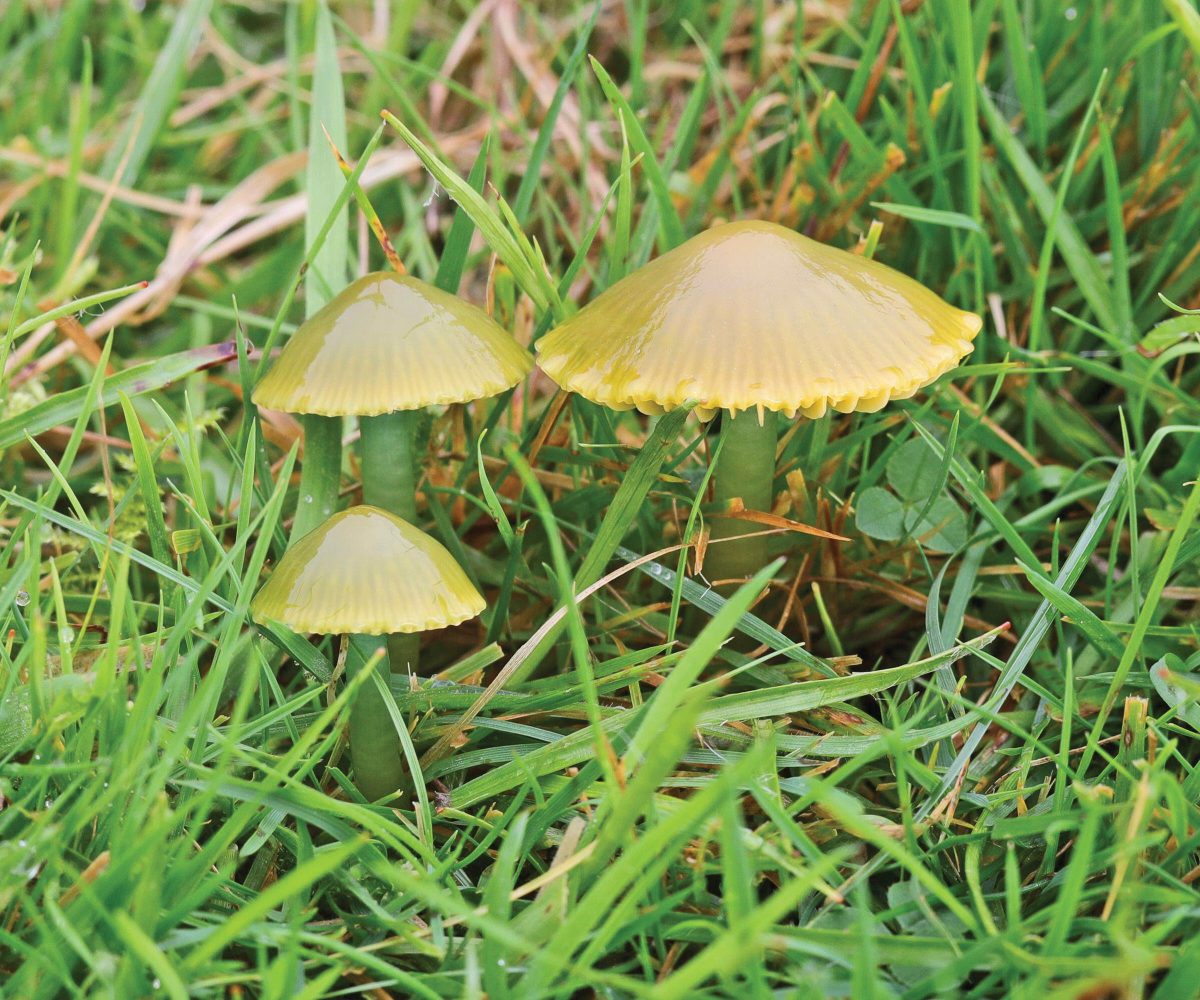 Parrot Waxcap mushroom growing on a lawn