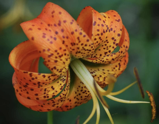 orange turk's cap lily in bloom