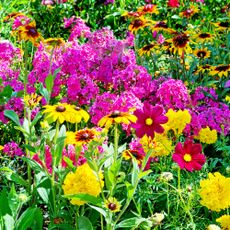 Beautiful summer flowers in a garden border including black-eyed Susan, phlox, and cosmos