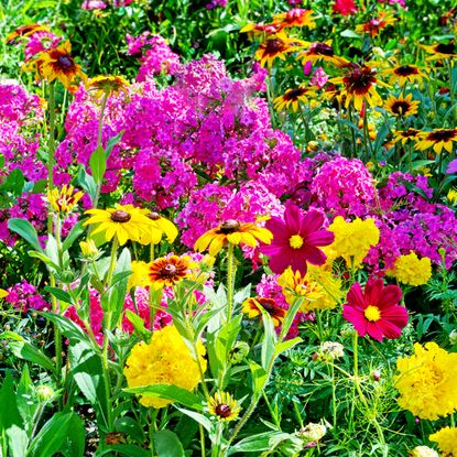 Beautiful summer flowers in a garden border including black-eyed Susan, phlox, and cosmos