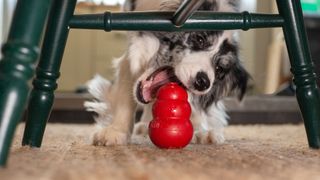 Dog biting a Kong toy