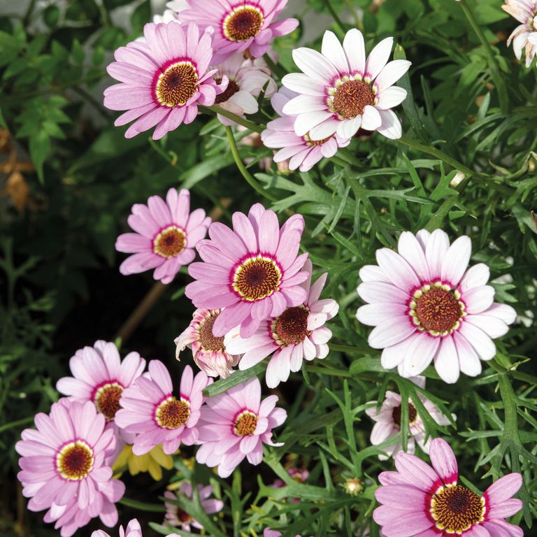 The best flowering plants to grow in August for late blooms Ideal Home