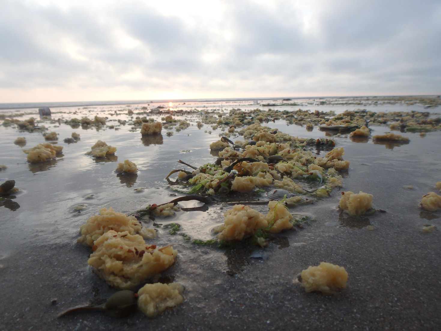 Photos: Weird Yellow Fluff Balls Wash Up on French Beaches: Page 2 ...