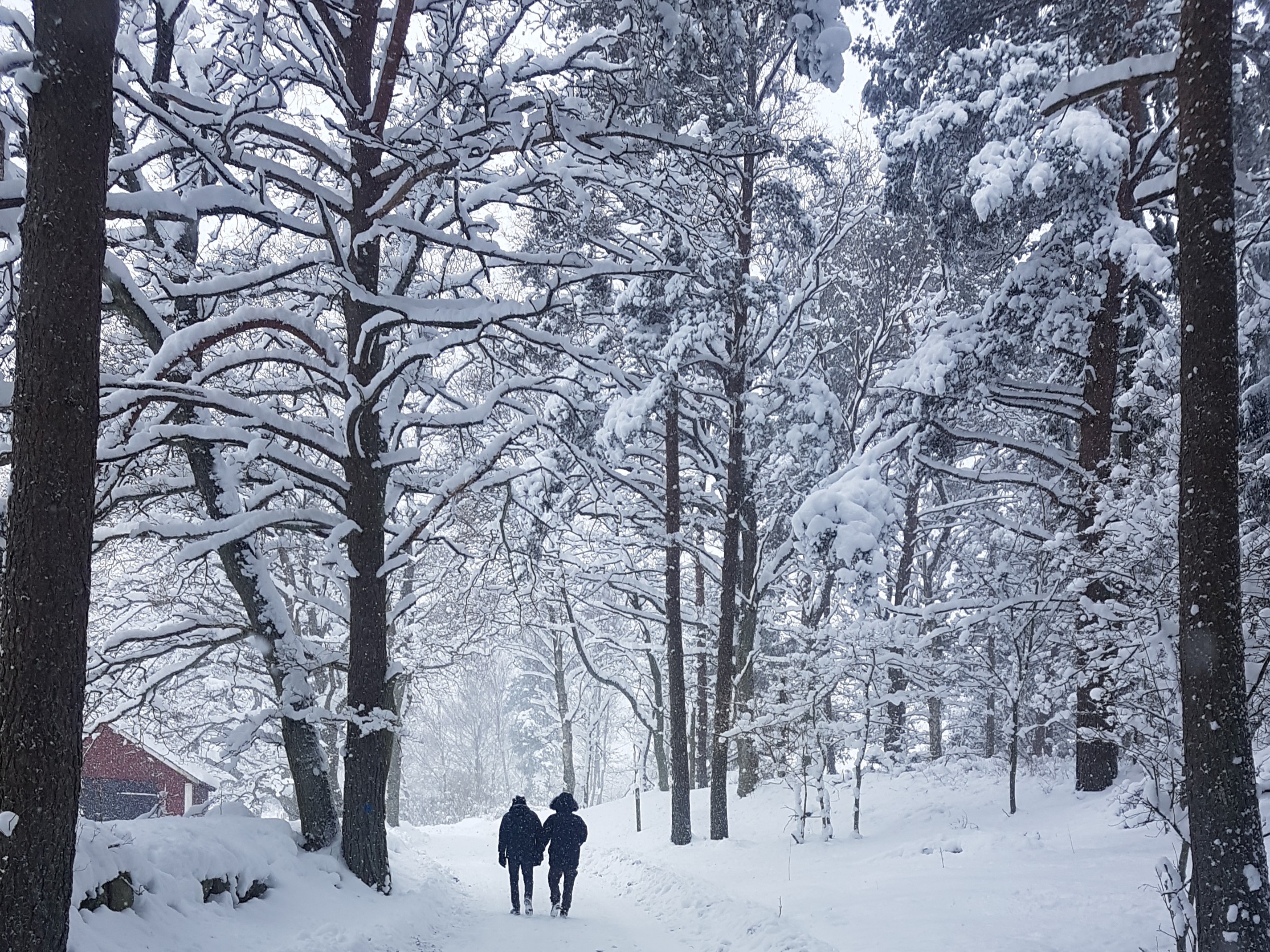 GuruShots - February 2026