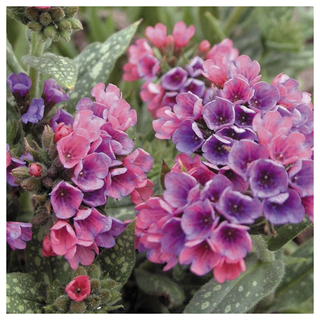 A close-up of the pink and purple lungwort flowers