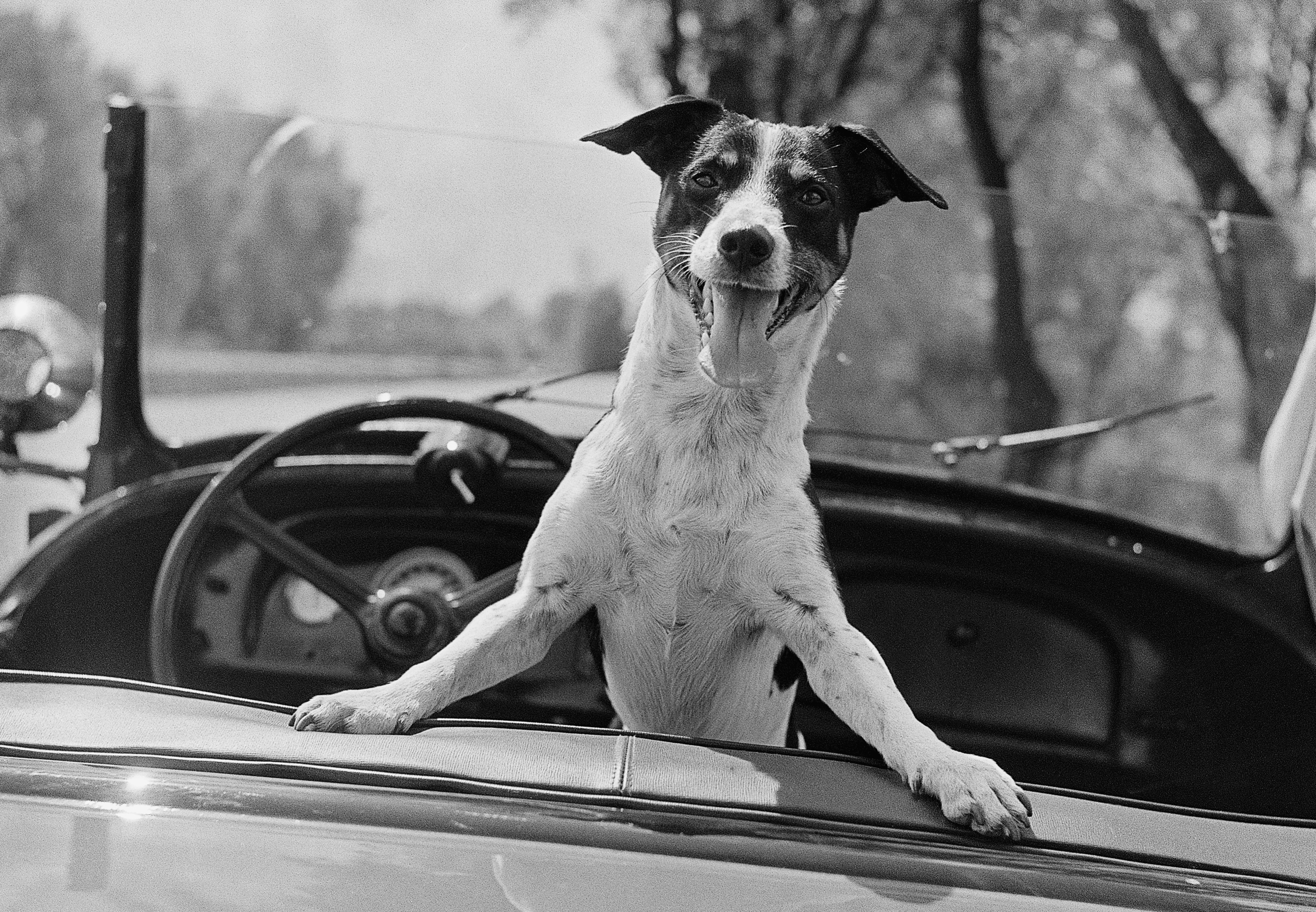 Fritz, a fox terrier pup, waits impatiently for his owner to take him for a drive. He is sitting in a car