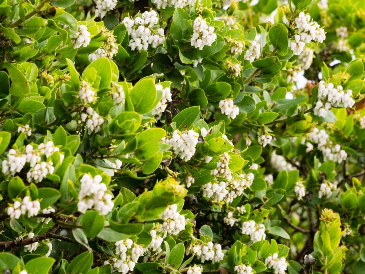 Close up of a manzanita shrub with many small white flowers