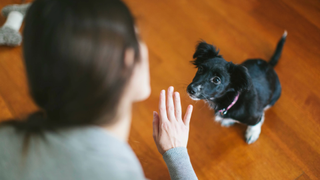 The back of a woman holding up her hand to a dog who is sitting on the floor below her and looking up