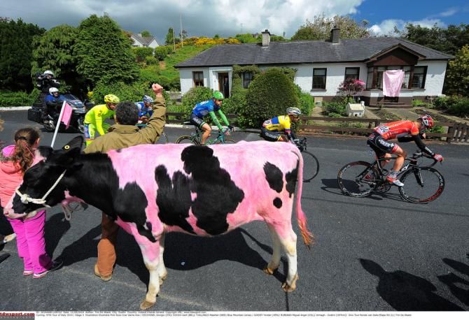 Just one of the many pink animals seen in Ireland