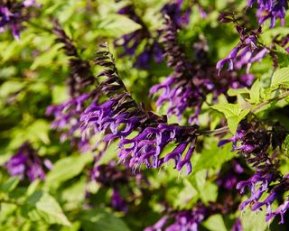 The purple flowers of Salvia 'Amistad'