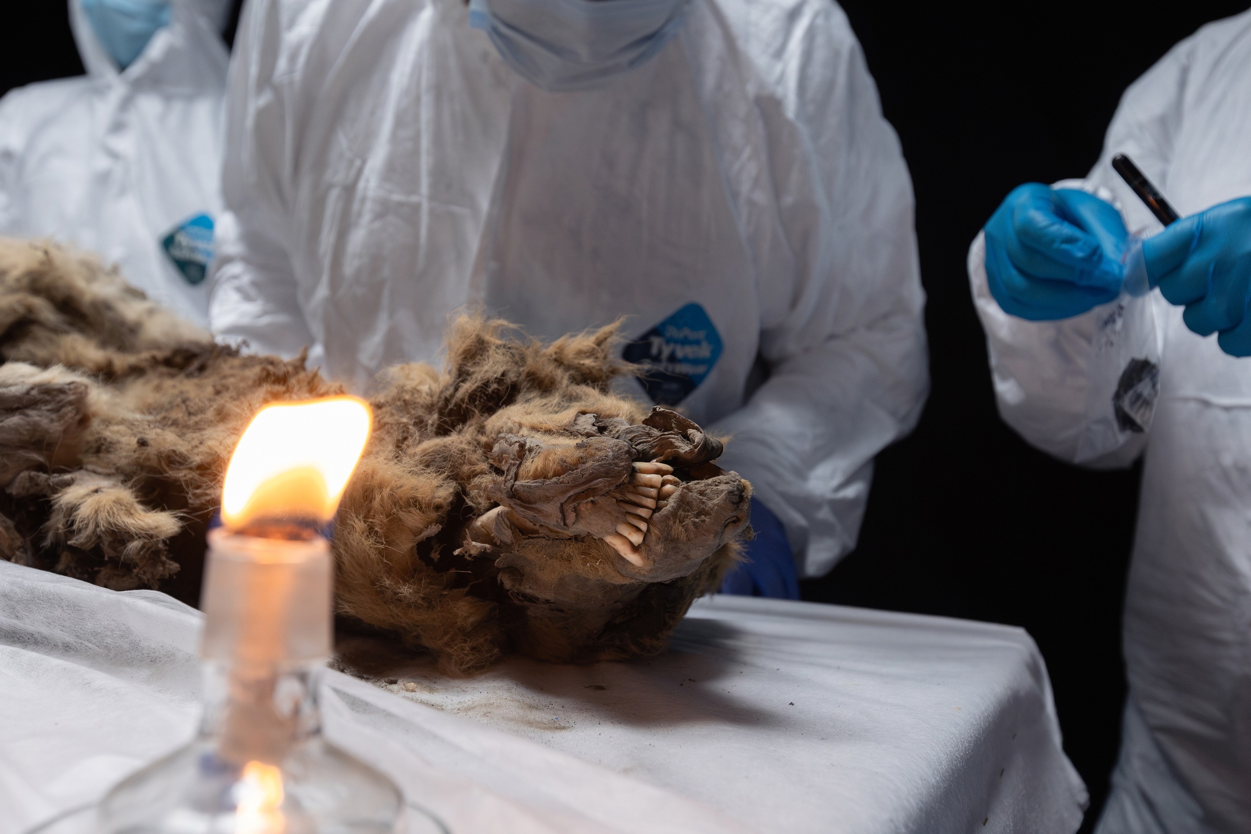 mummified wolf on a table surrounded by scientists