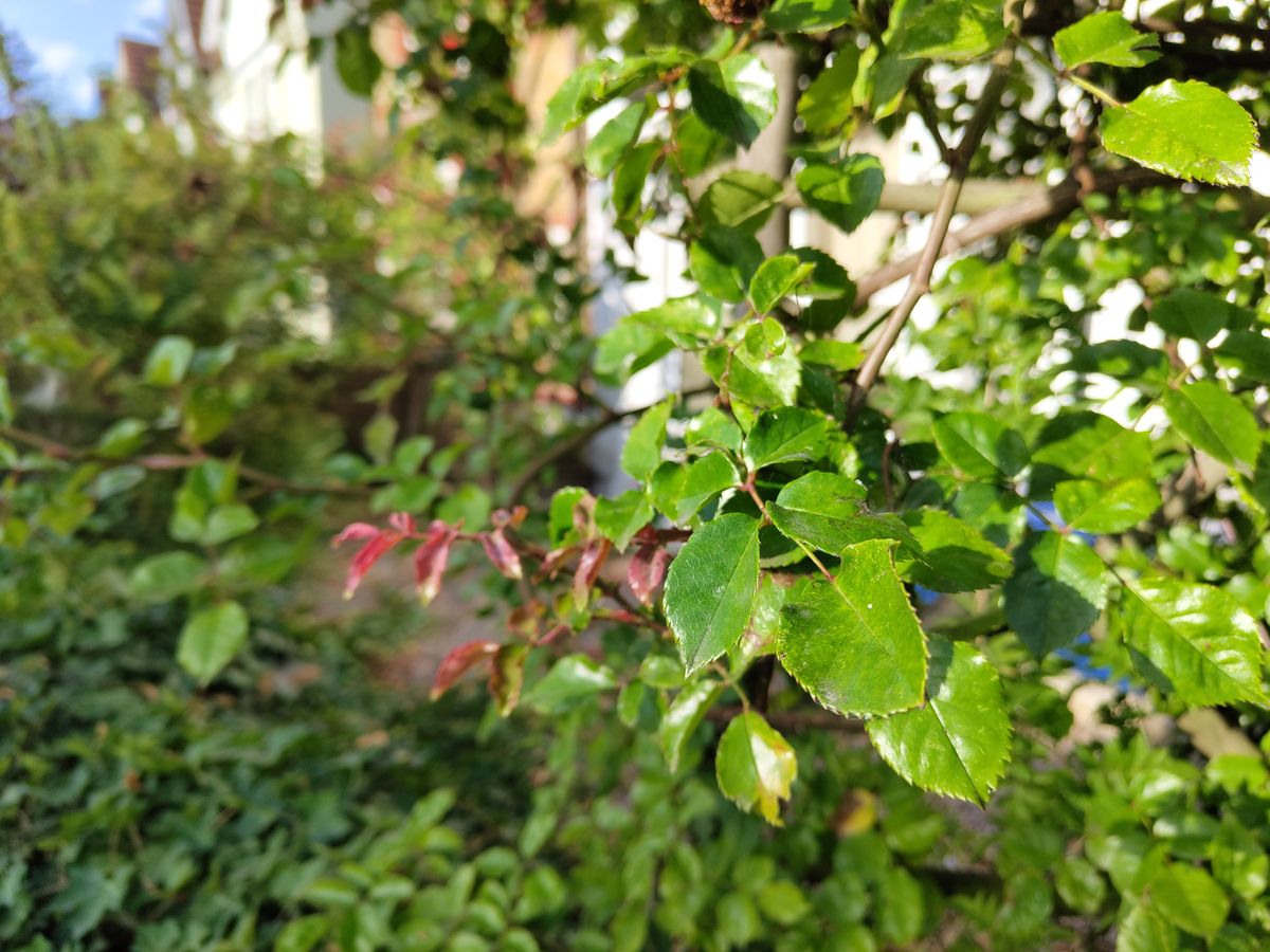 A photo taken on the Nothing Phone (1)