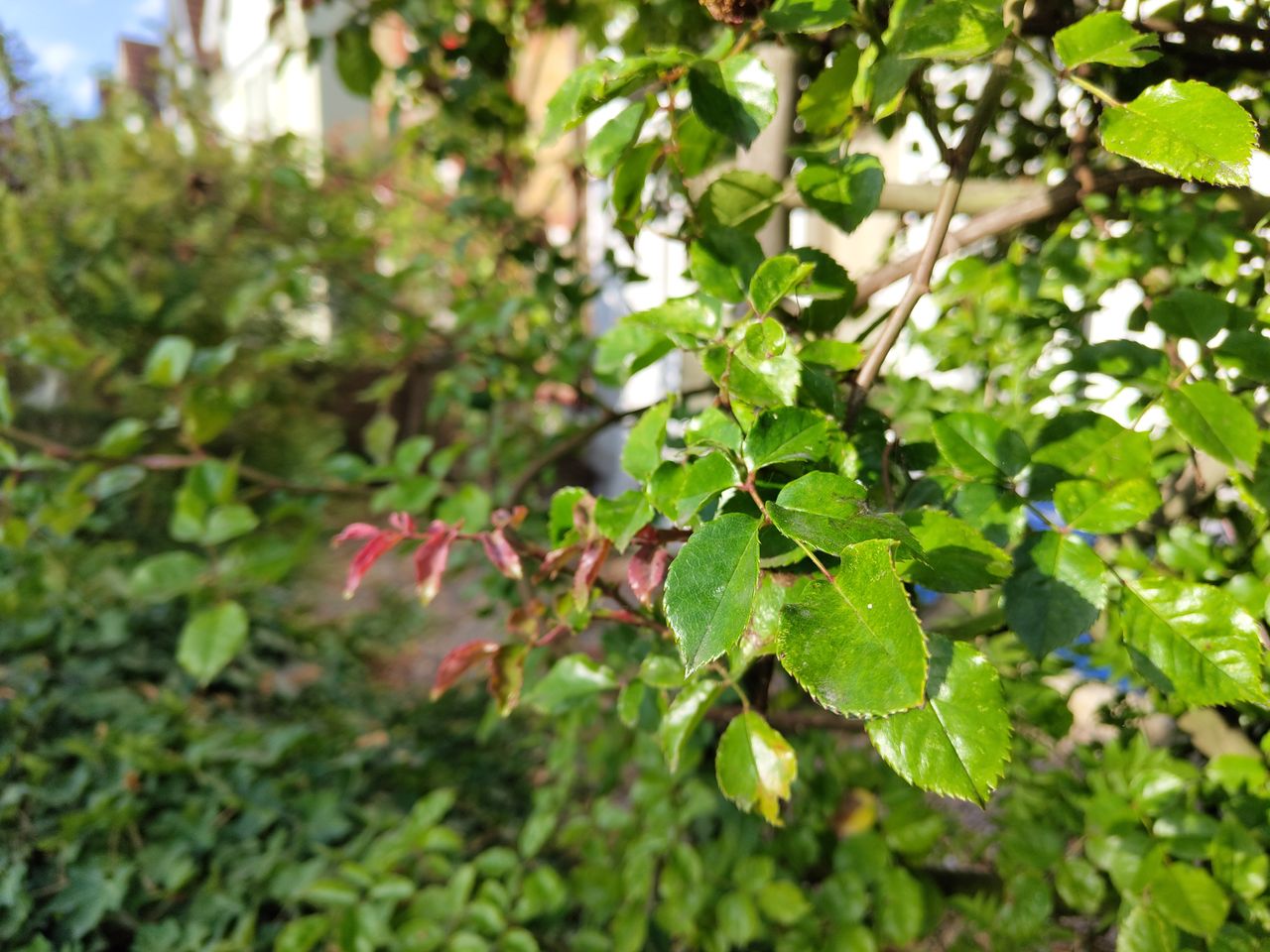 A photo taken on the Nothing Phone (1)