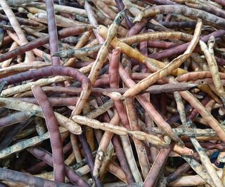 Dried black-eyed peas after being harvested