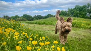 Dog running on the grass next to yellow flowers