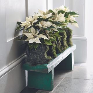 Poinsettia on bench in hallway