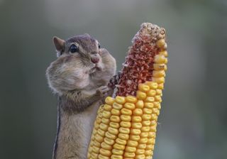chipmunk gorging on corn