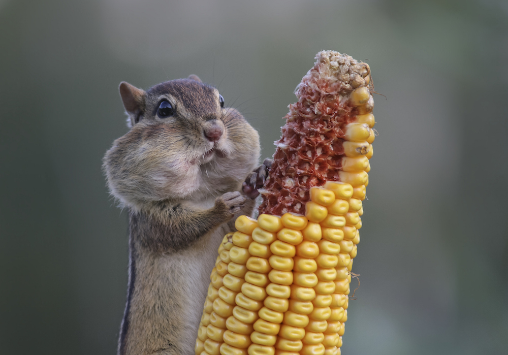 The Funniest Animal Antics Captured in Comedy Wildlife Photos | Live Science