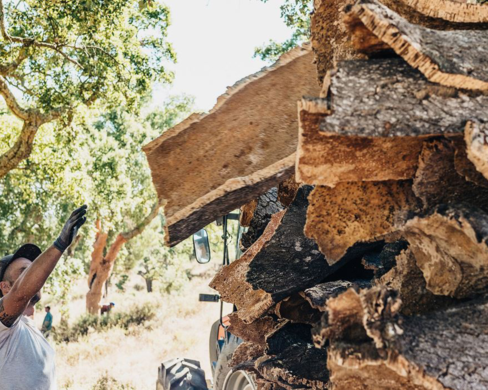 pile of harvested cork wood