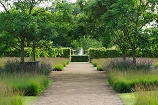 Grass plats of Molinia Poul Peterson with Phellodendron chinense tress in the Drifts of Grass garden. ©Val Corbett/Country Life Picture Library