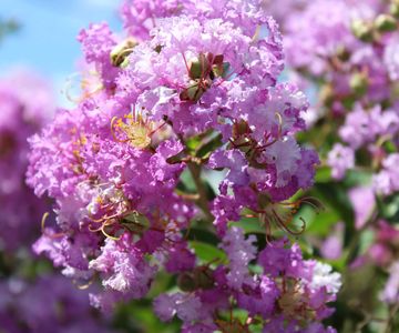 How to propagate crepe myrtle plants: with expert advice | Homes and