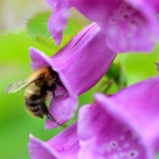 Close up of bee in purple foxglove