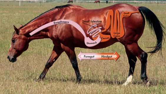 Understanding your horses digestion