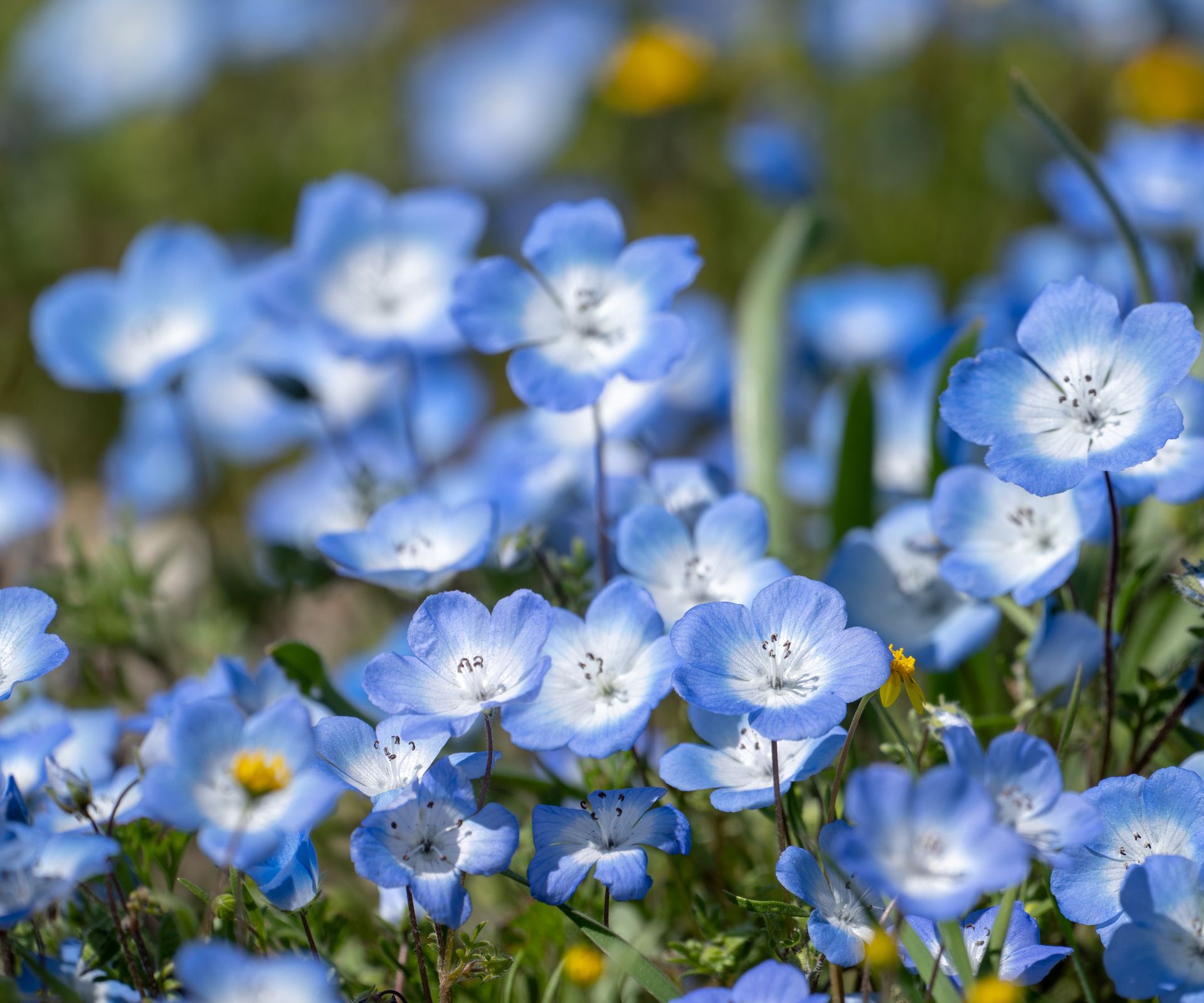 close up of Nemophila menziesii / Baby Blue Eyes flowers