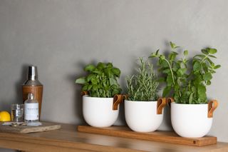 herbs in pots in the kitchen by Tom Raffield