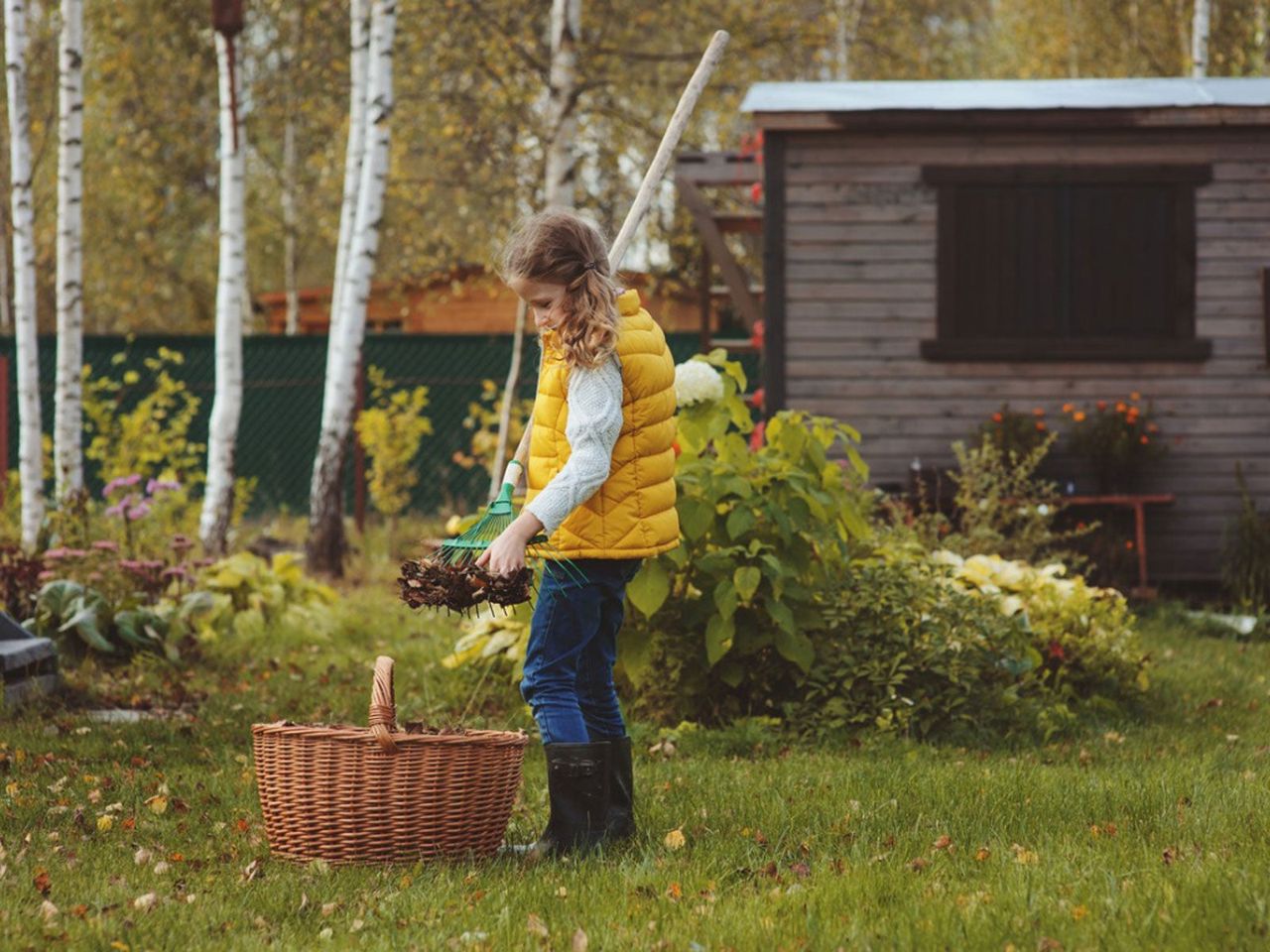 Child In Backyard Raking Leaves