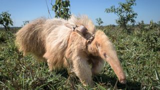 An all white anteater walking through grass with a GPS vest n its back.