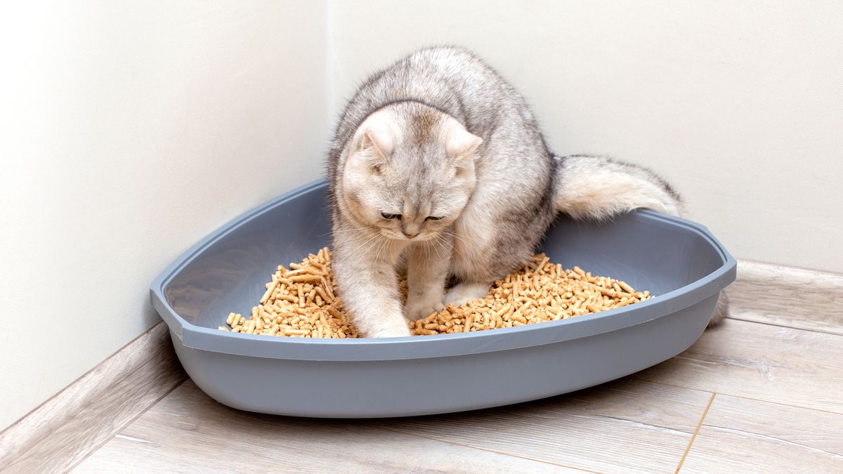 Cat dementia hotsell litter box