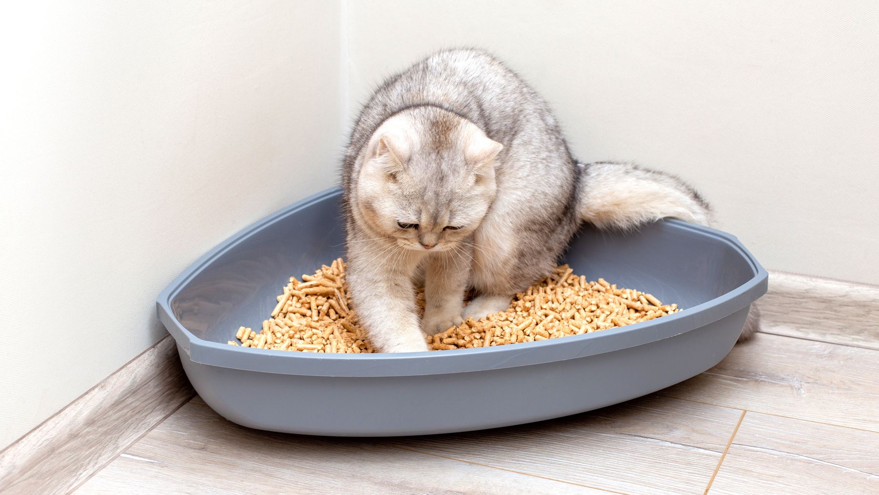 Why is my cat sleeping in their litter box? PetsRadar