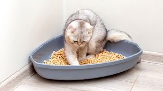 Cat playing inside a litter box