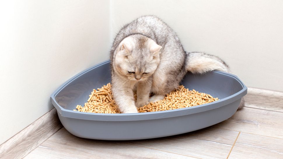 Why is my cat sleeping in their litter box? | PetsRadar