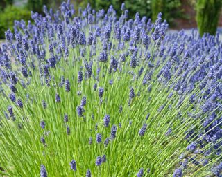 Lavender Hidcote Giant flowering in summer border