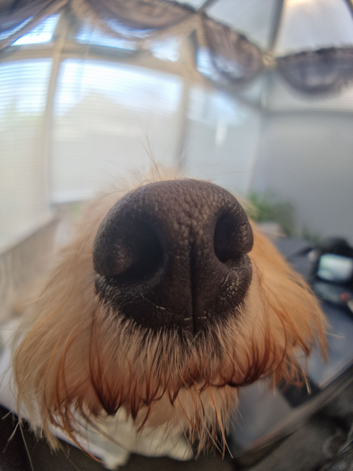 Moment Fisheye Lens Review