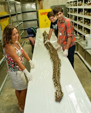 The longest Burmese python found in Florida was carrying 87 eggs.