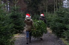 A woman carrying a Christmas tree
