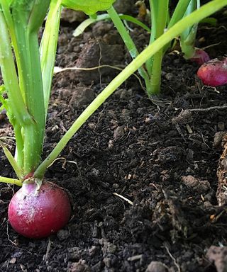 radishes growing in a line in the ground