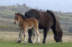 wild-ponies.jpg