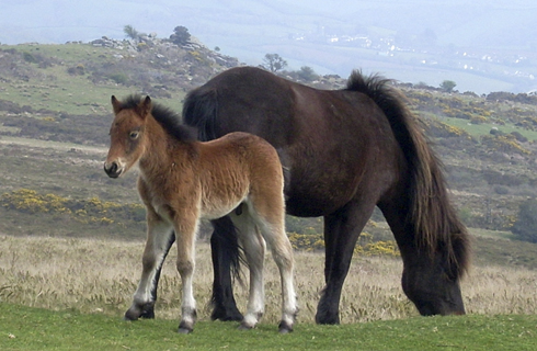 wild-ponies.jpg