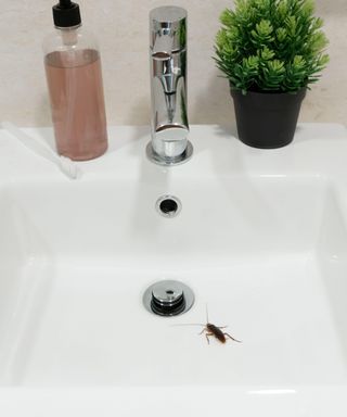 A small water roach on the inside of a white sink next to the plug hole