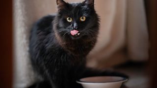 Black cat sticking tongue out