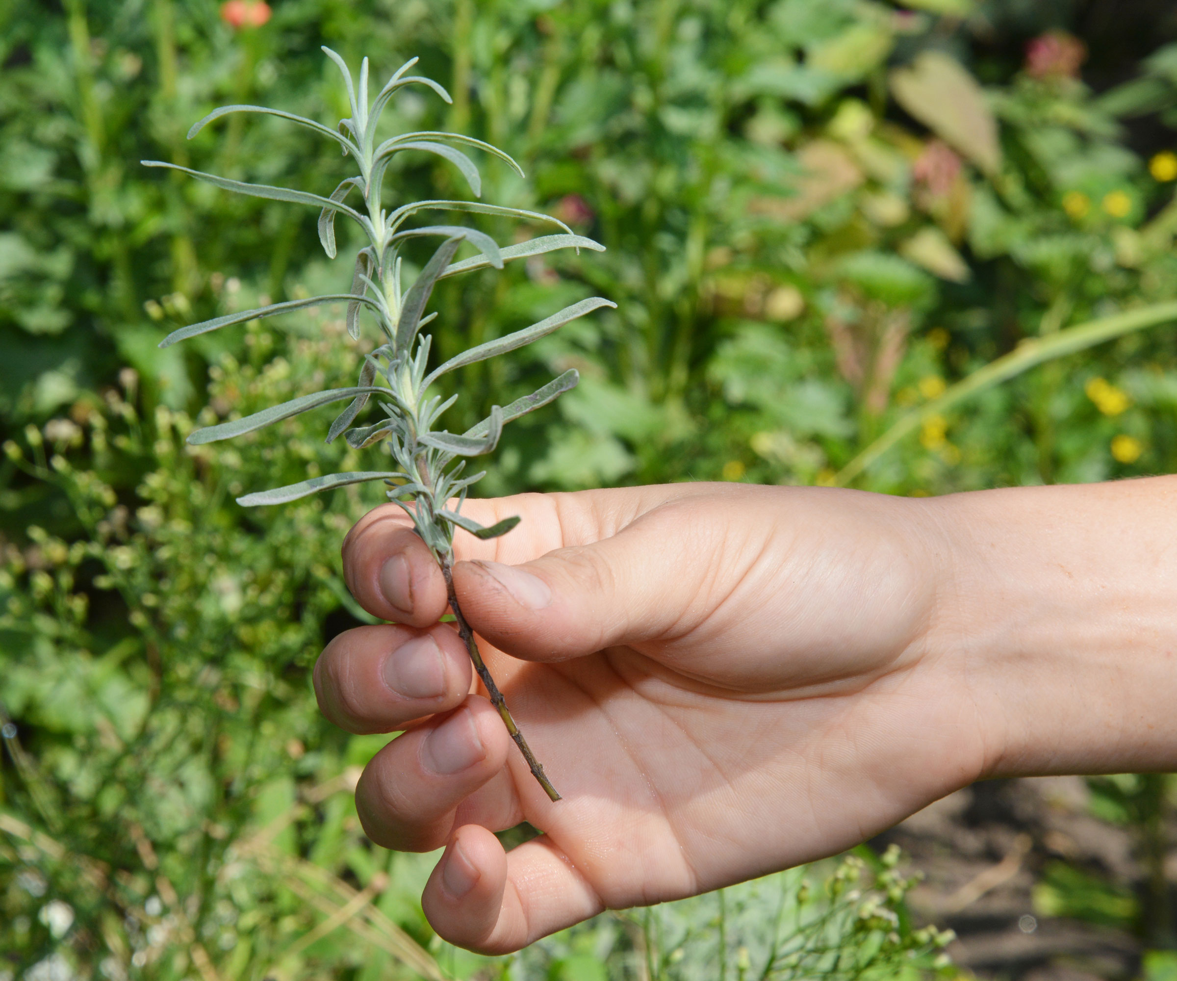 lavender cutting being held in garden