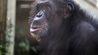 Tonka the chimp making a happy face